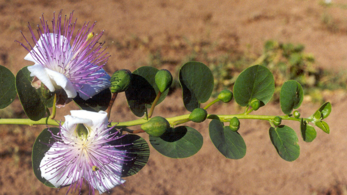 Fiori e Capperi di Pantelleria
