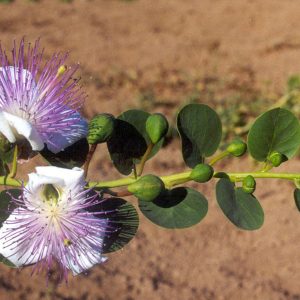 Capperi e Origano di Pantelleria
