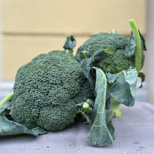 Broccolo