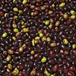 Olive Taggiasche