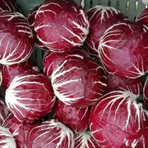 Radicchio di Chioggia