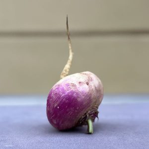 Rapa Bianca