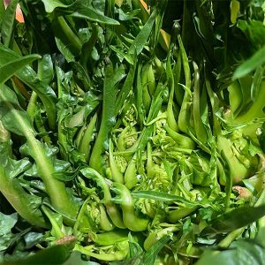 Puntarelle cicoria BIO