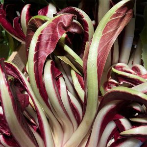 Radicchio Tardivo BIO